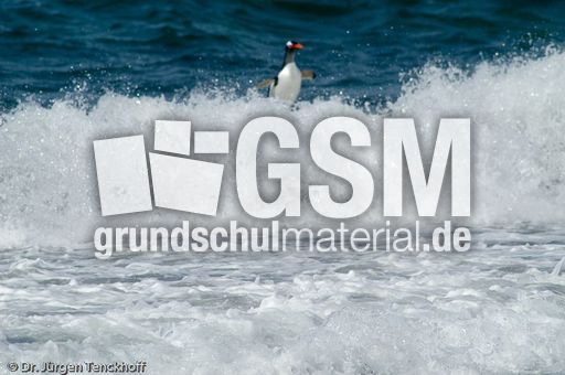 Eselspinguin (41 von 97).jpg